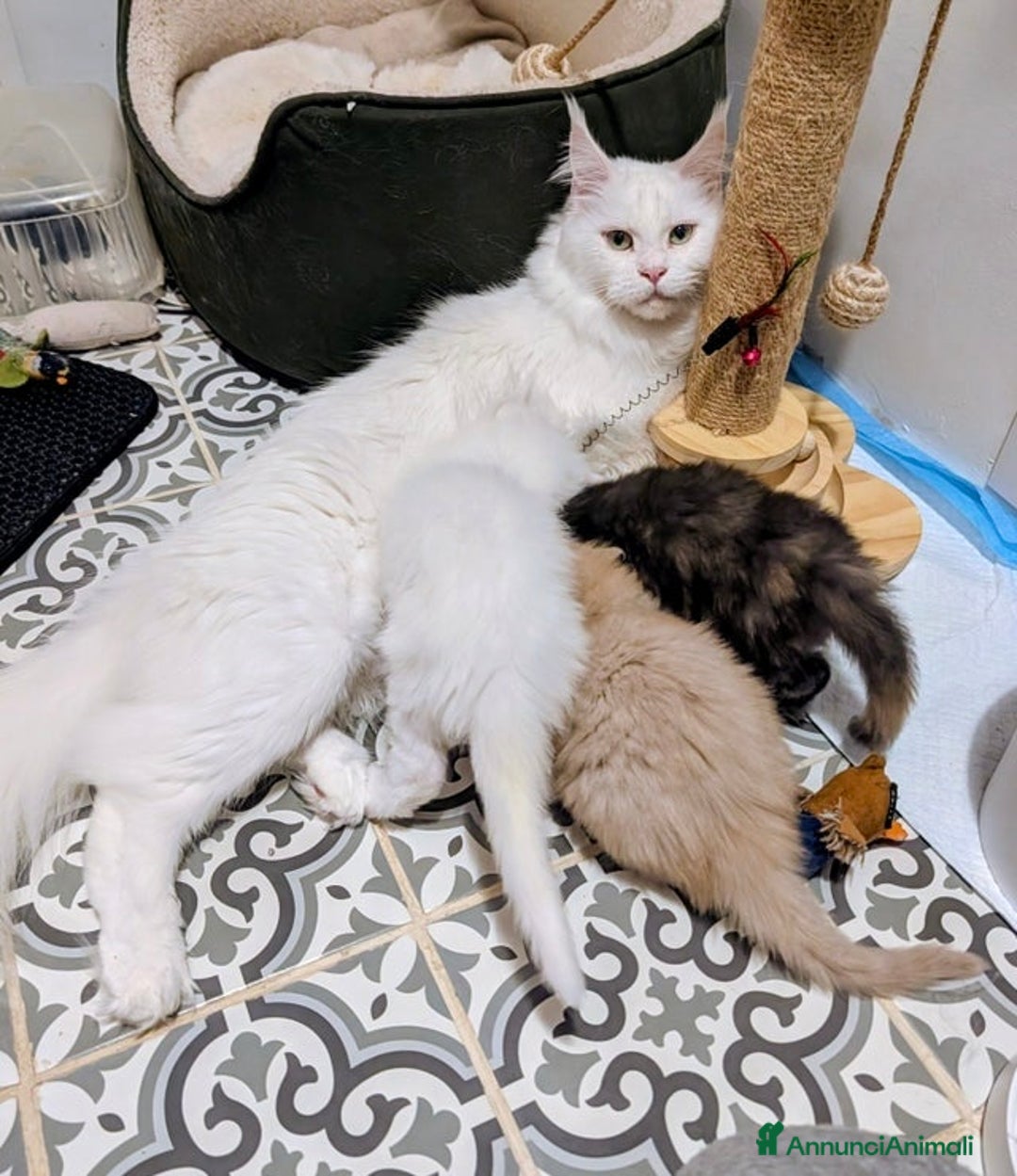 Maine Coon gatti in vendita: Bellissimi cuccioli di Maine Coon - Annuncio 9