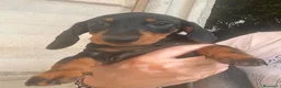 Bassotto cani in vendita: Bassotto nano/Kaninchen  - Annuncio 2