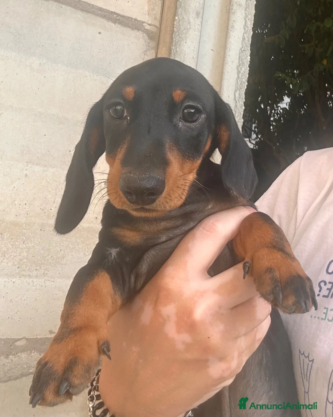 Bassotto cani in vendita: Bassotto nano/Kaninchen  - Annuncio 2