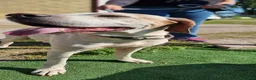 Pointer cani in regalo: LEVANTE🩷una pointer inglese da innamorarsi subito a Provincia di Pavia - Annuncio 4