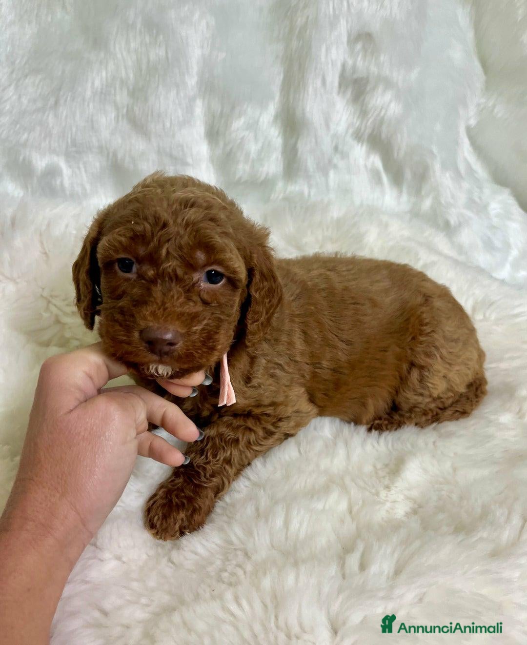 Golden Retriever cani in vendita: Australian Golden DoubleDoodle - Annuncio 22