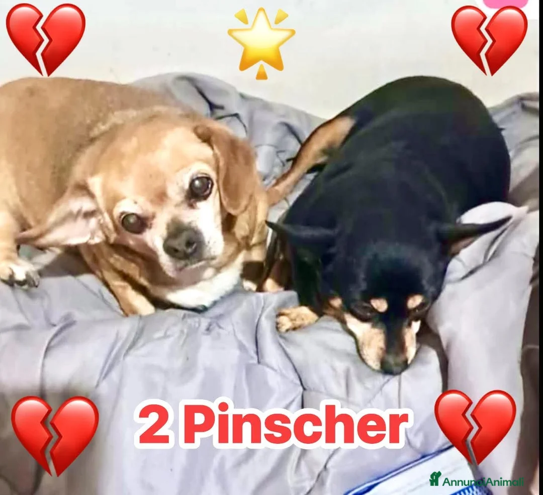 Pinscher Miniatura cani in regalo: ADOZ.DEL CUORE:pinscherNani,moriranno in canile - Annuncio 1