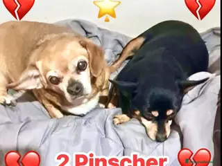 Pinscher Miniatura cani ADOZ.DEL CUORE:pinscherNani,moriranno in canile - Annuncio 37