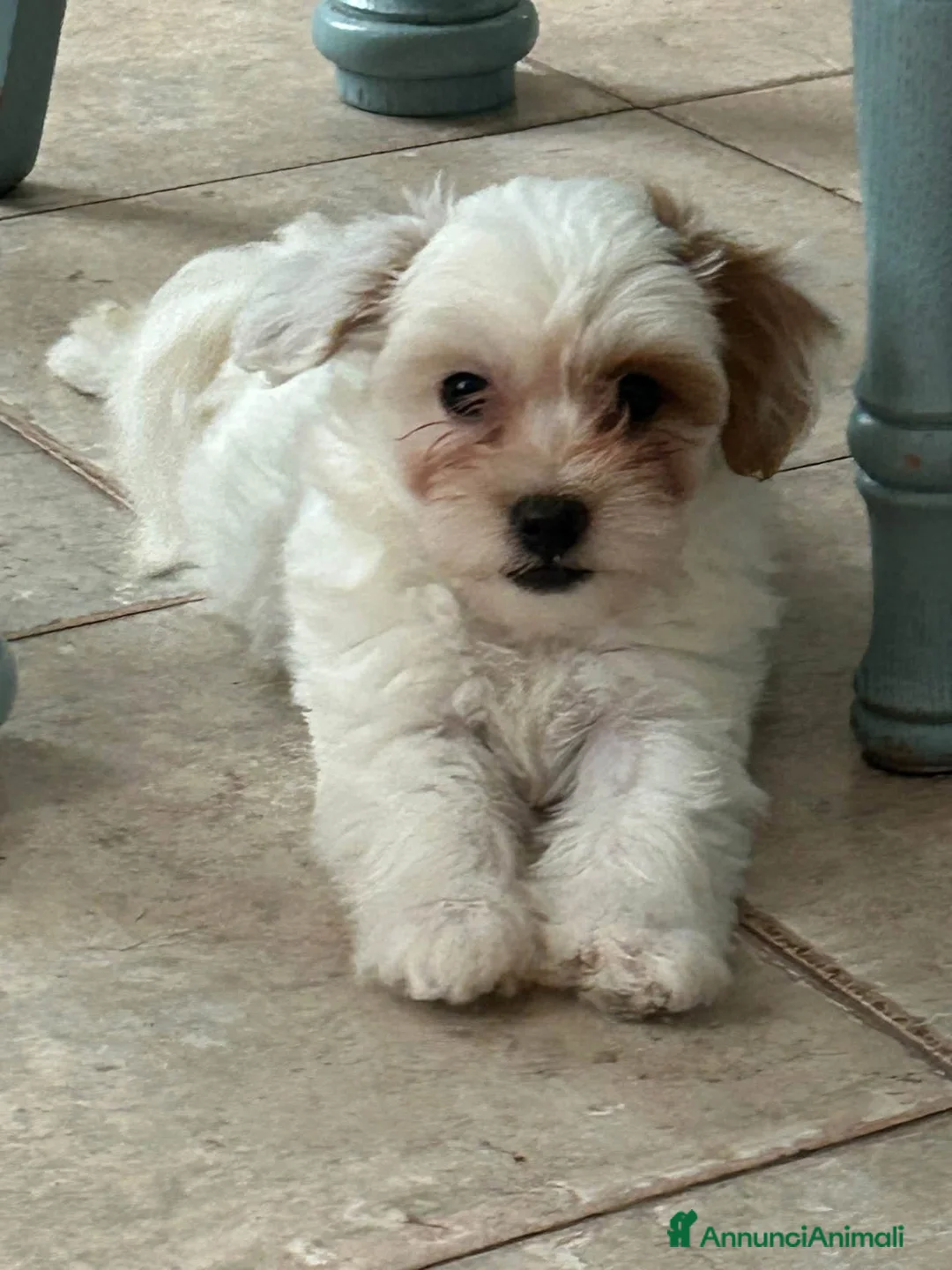 Maltipoo cani in vendita: Maltipoo  - Annuncio 4