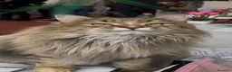 Siberiano gatti in vendita: Cuccioli Siberiano - Annuncio 22