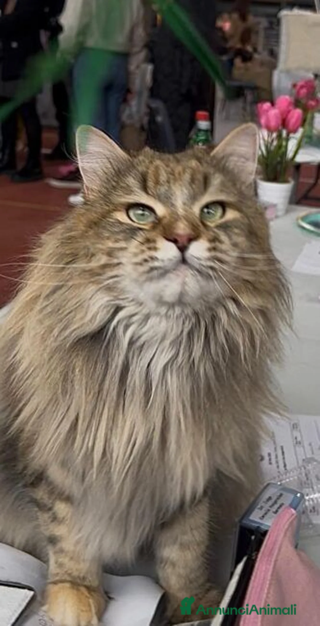 Siberiano gatti in vendita: Cuccioli Siberiano - Annuncio 22