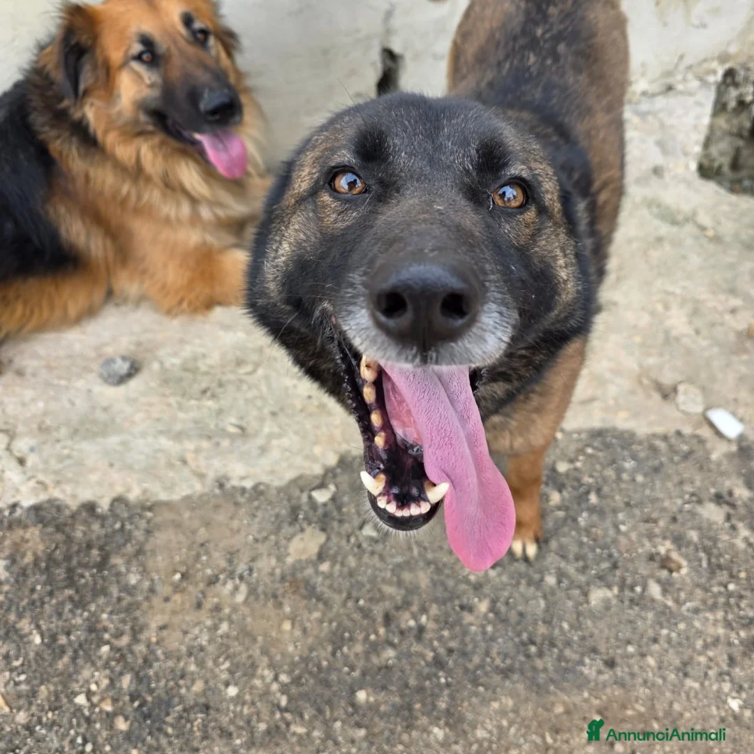 Pastore del Caucaso cani in regalo: Splendida simil Pastore del Caucaso - CARRIE - Annuncio 4