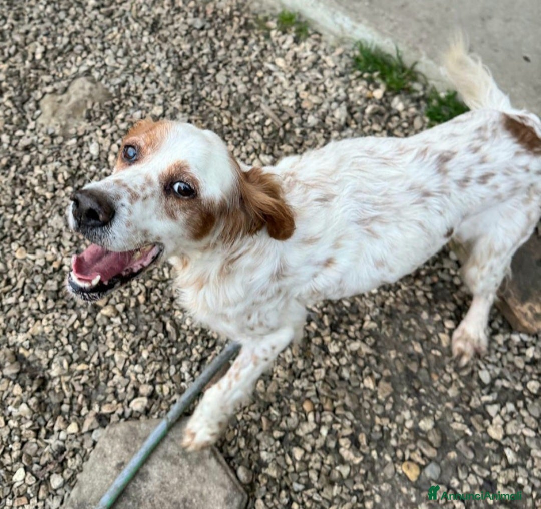 Setter Inglese cani in regalo: Diana 4 anni setter inglese - Annuncio 2