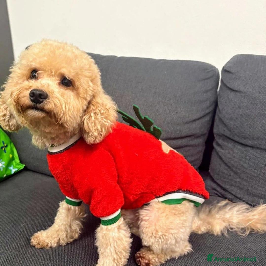 Barbone cani in vendita: Barbone champagne - Annuncio 1