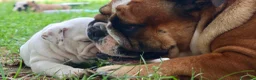 Bulldog cani in vendita: Cuccioli Bulldog Inglese con Pedigree - Annuncio 8