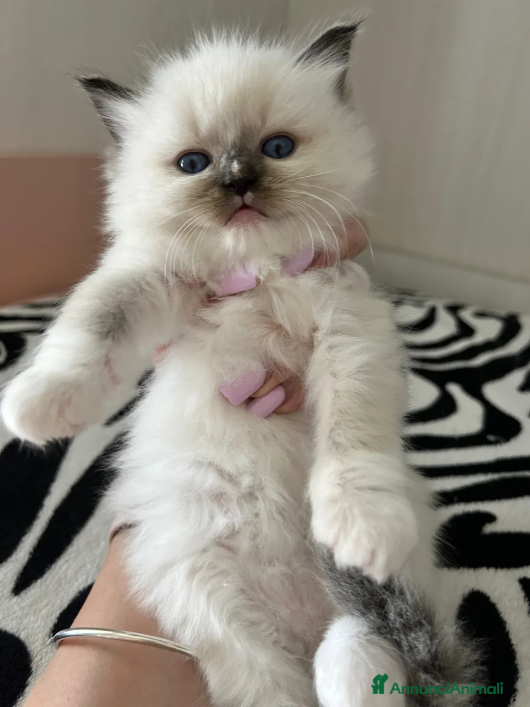 Ragdoll gatti in vendita: Cuccioli Ragdoll con Pedigree  - Annuncio 2