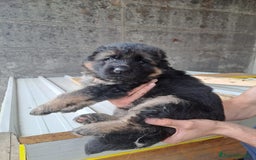 Pastore Tedesco cani in vendita: CUCCIOLI PASTORE TEDESCO a Provincia di Bergamo - Immagine 5