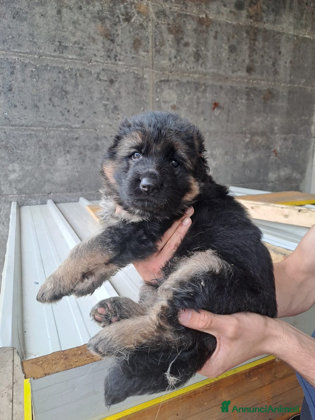 Pastore Tedesco cani in vendita: CUCCIOLI PASTORE TEDESCO a Provincia di Bergamo - Immagine 5