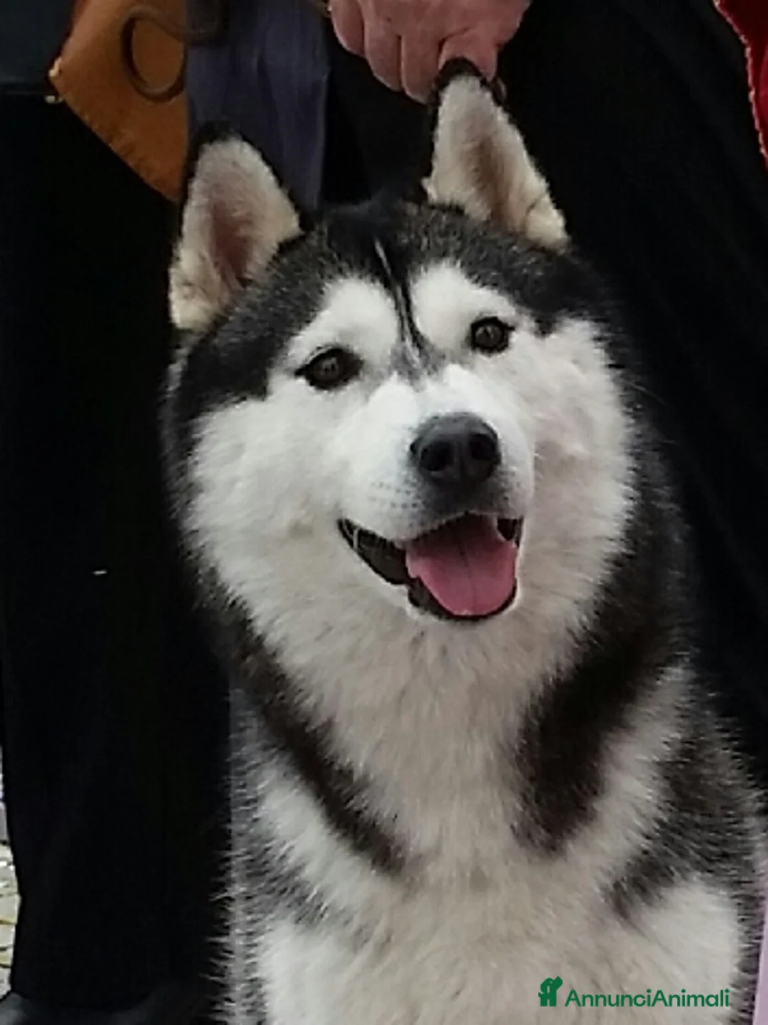 Immagine della galleria {{count}}