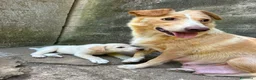 Meticcio cani in regalo: Lumi cerca casa 🏠 a Città metropolitana di Milano - Annuncio 2