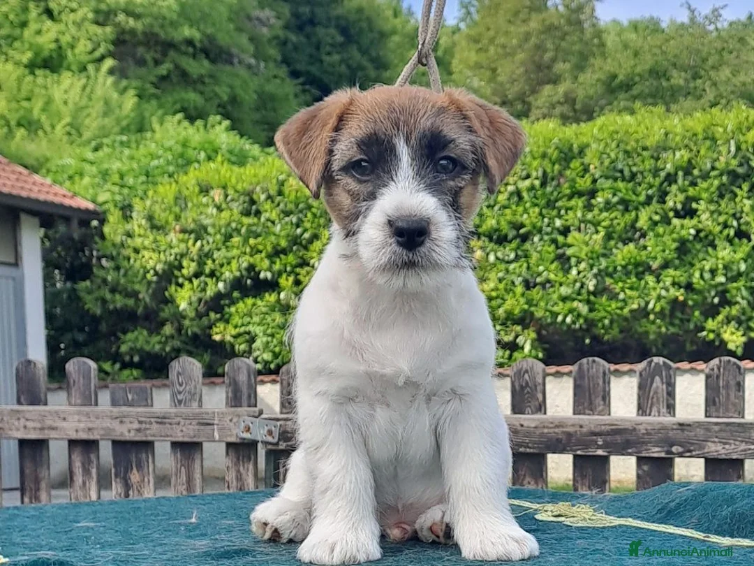 Jack Russell cani in vendita: Cuccioli Jack Russell ruvido - Annuncio 14
