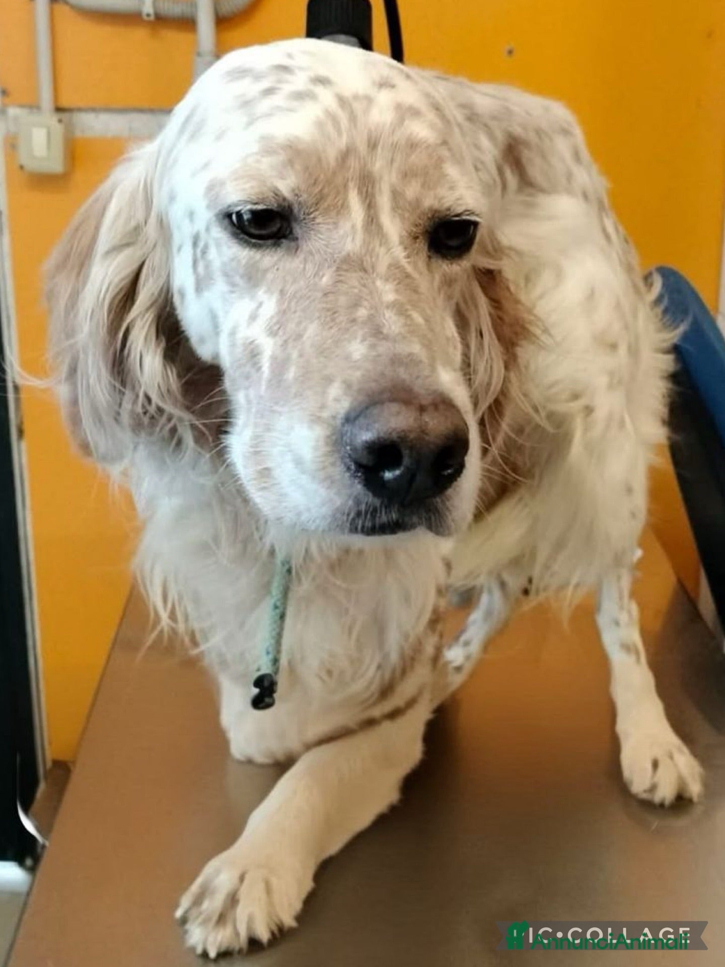 Setter Inglese cani Setter inglese 6 anni - Annuncio 1