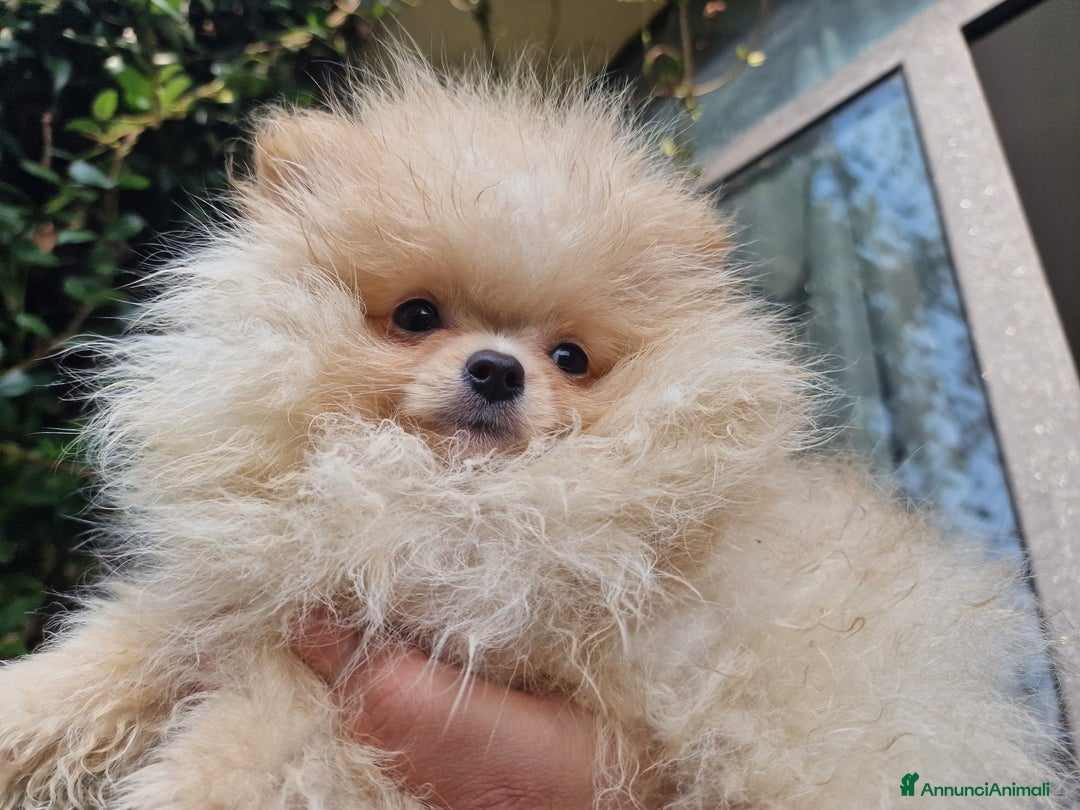 Volpino Pomerania cani in vendita: Due maschietti disponibili  - Annuncio 2