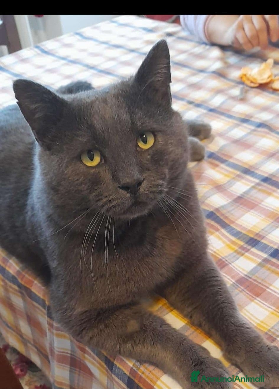 Meticcio gatti Milo un micio da amare - Annuncio 4