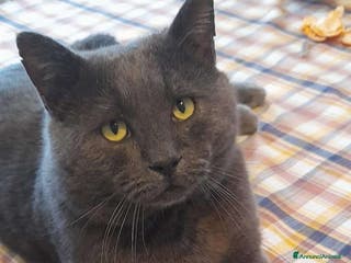 Meticcio gatti Milo un micio da amare - Annuncio 4