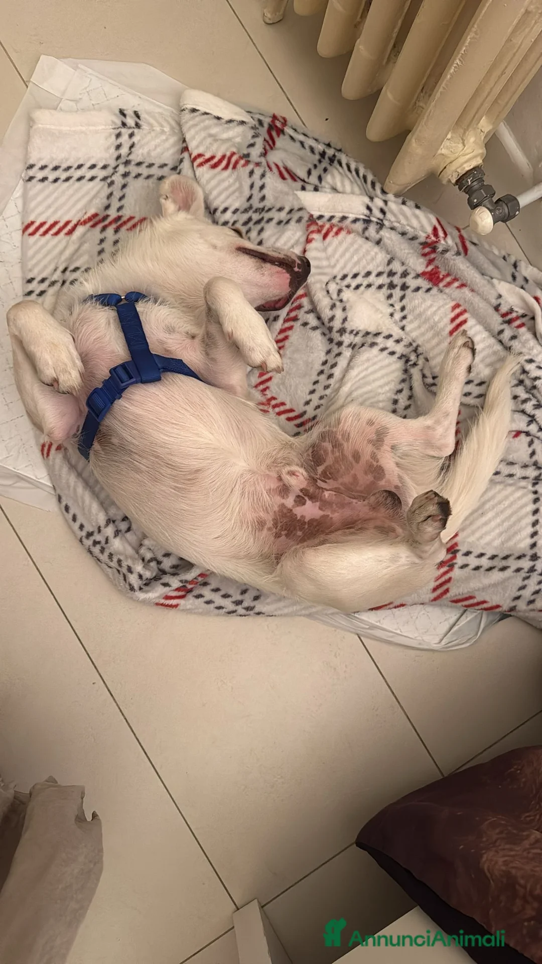 Meticcio cani in regalo: Cagnolino taglia piccola  - Annuncio 2