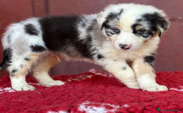 Australian Shepherd cani a Provincia di Vicenza - Annuncio 16