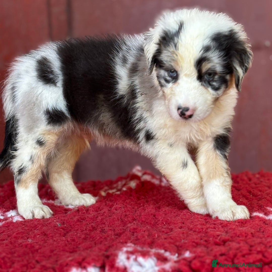 Australian Shepherd cani in vendita: Maschio Blue Merle - Roy a Provincia di Vicenza - Immagine 1
