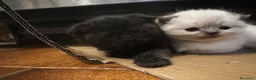 Scottish gatti in vendita: Scottish fold - Annuncio 2