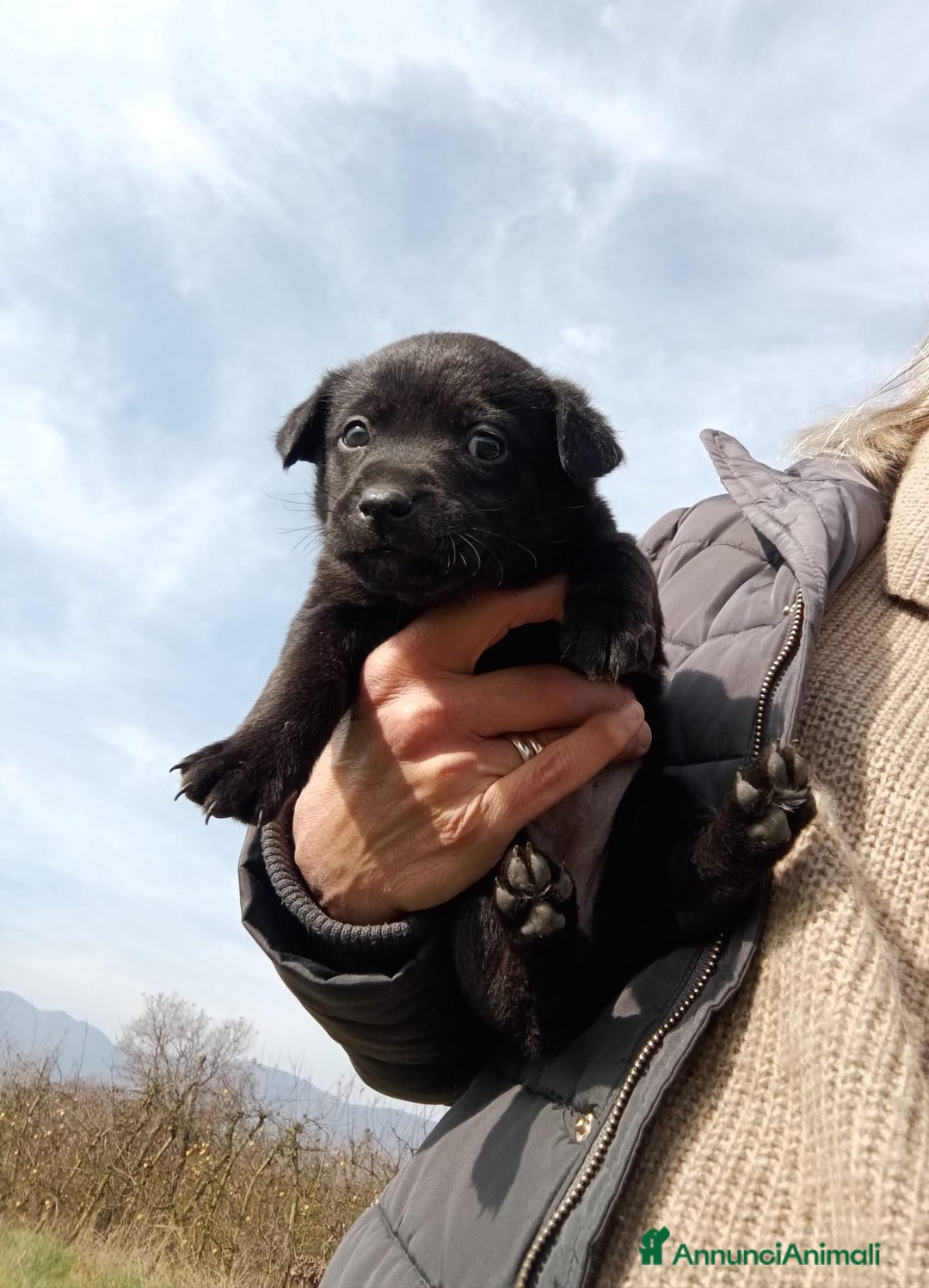 Meticcio cani in regalo: 7 dolcissimi cuccioli di 2 mesi taglia mediopiccol - Annuncio 3