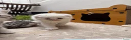 British gatti in vendita: gattini British & Scottish fold - Annuncio 20