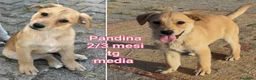 Meticcio cani in regalo: Servono adozioni x salvarli a Provincia di Modena - Annuncio 7