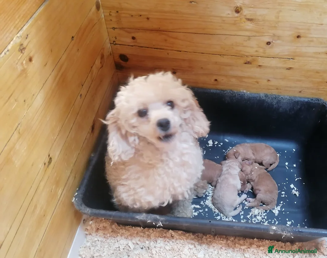 Barboncino cani in vendita: Barboncini nani cuccioli - Annuncio 6