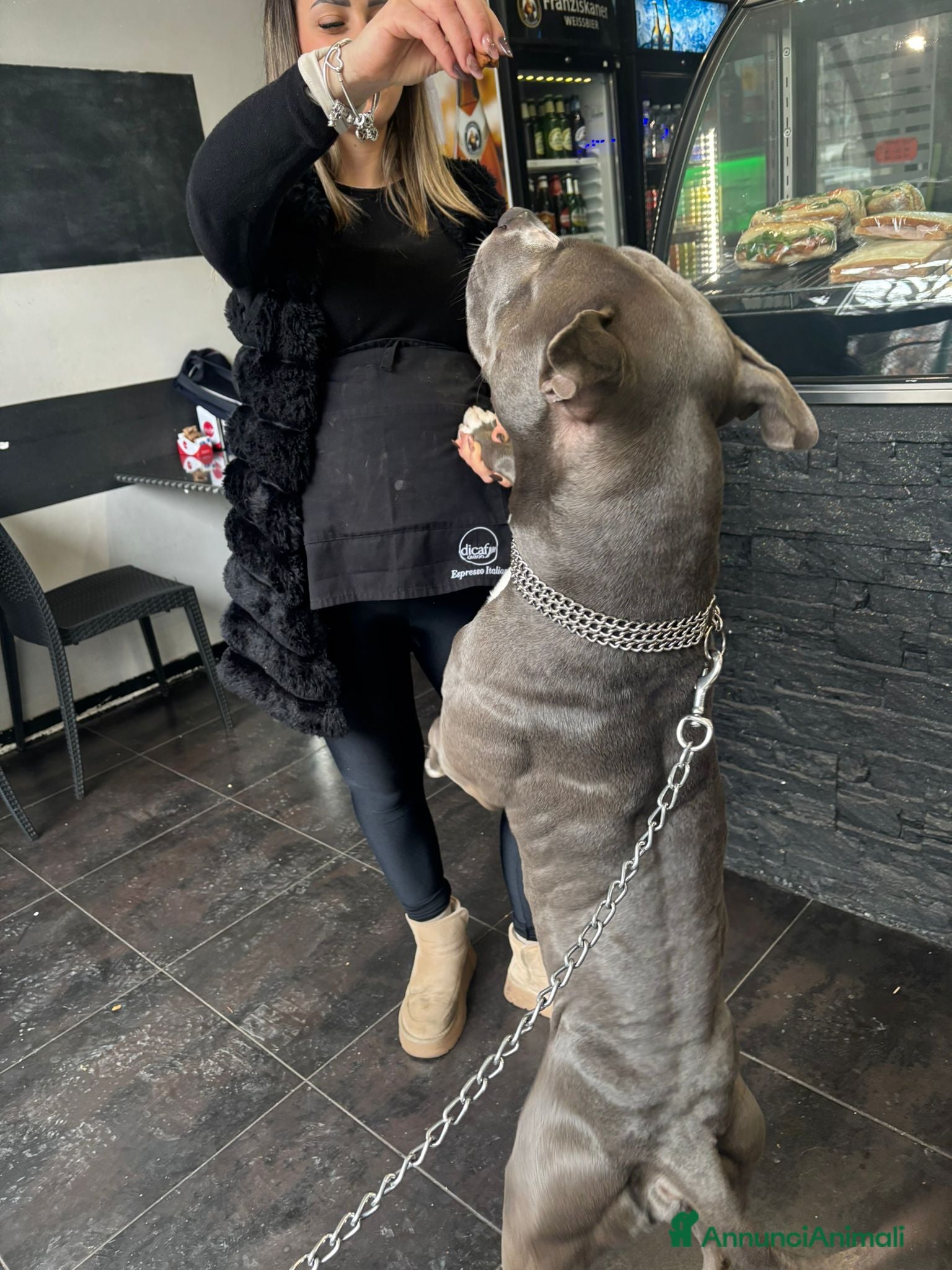 Pitbull cani Tyson - Annuncio 10