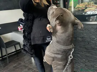 Pitbull cani Tyson - Annuncio 11