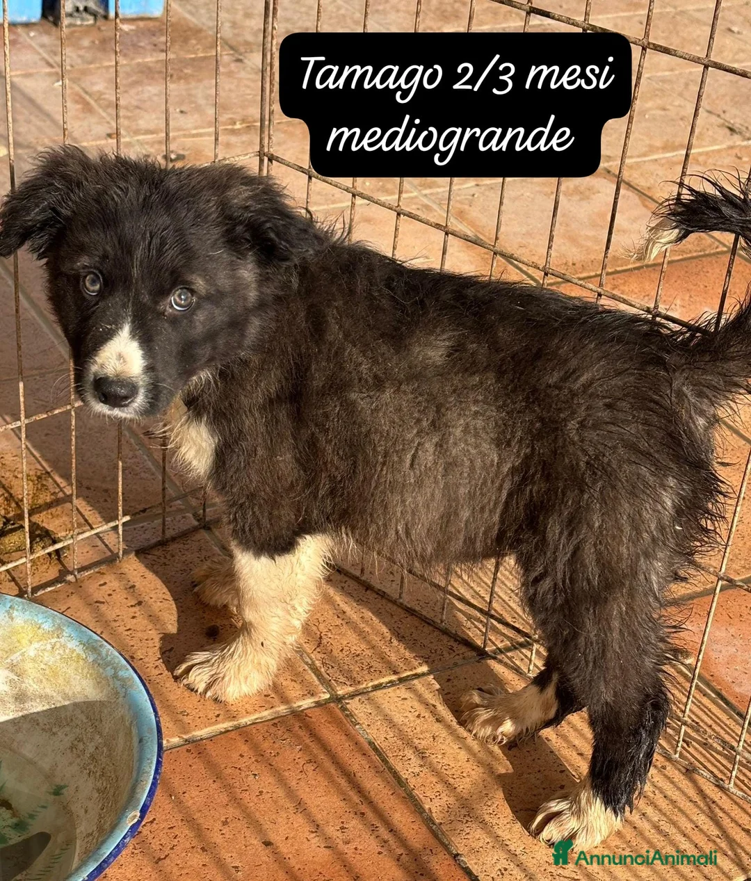 Meticcio cani in regalo: Adotta un invisibile cucciolo - Annuncio 8