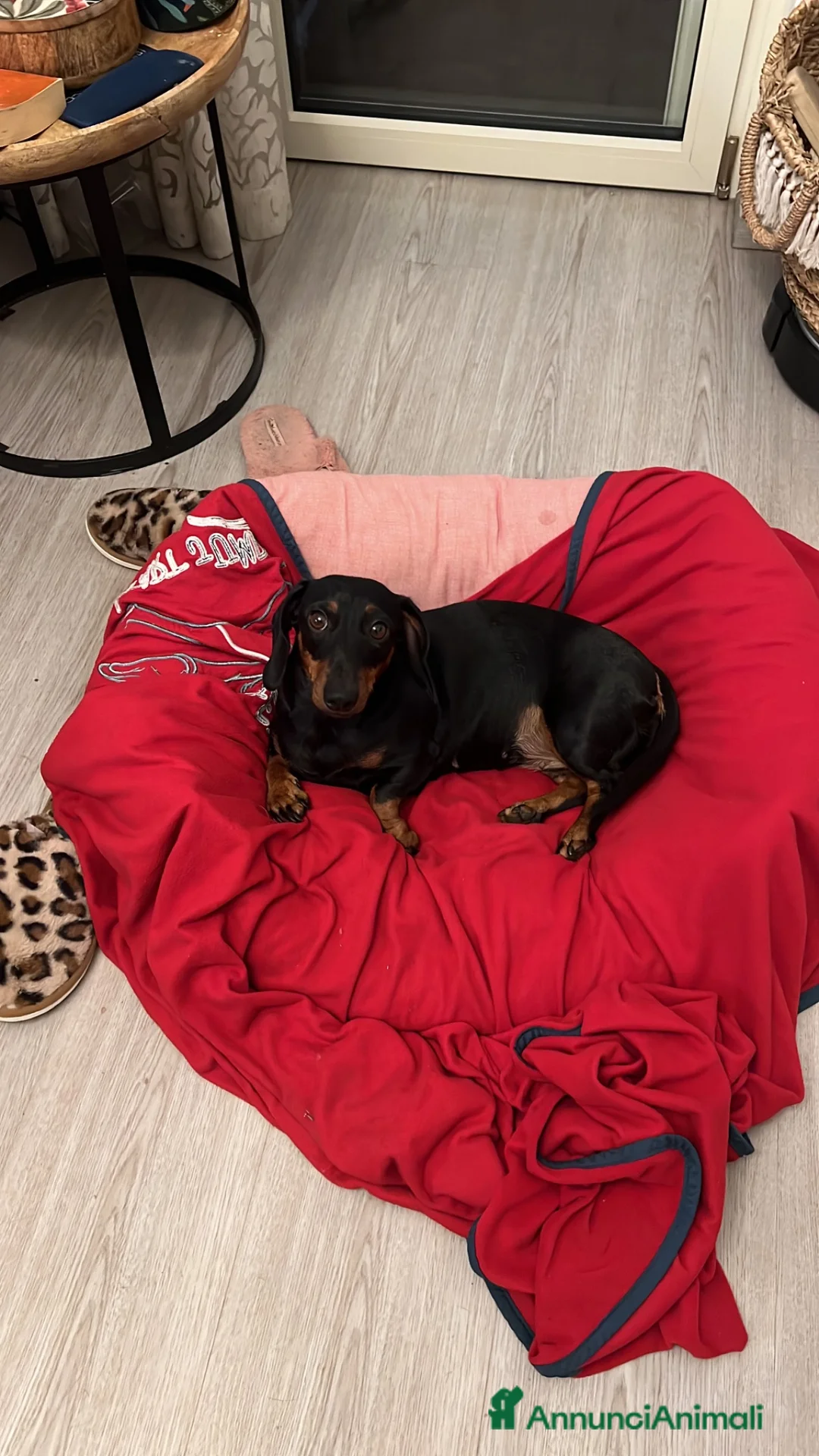 Bassotto cani per accoppiamento: Bassotto nero focato  - Annuncio 4