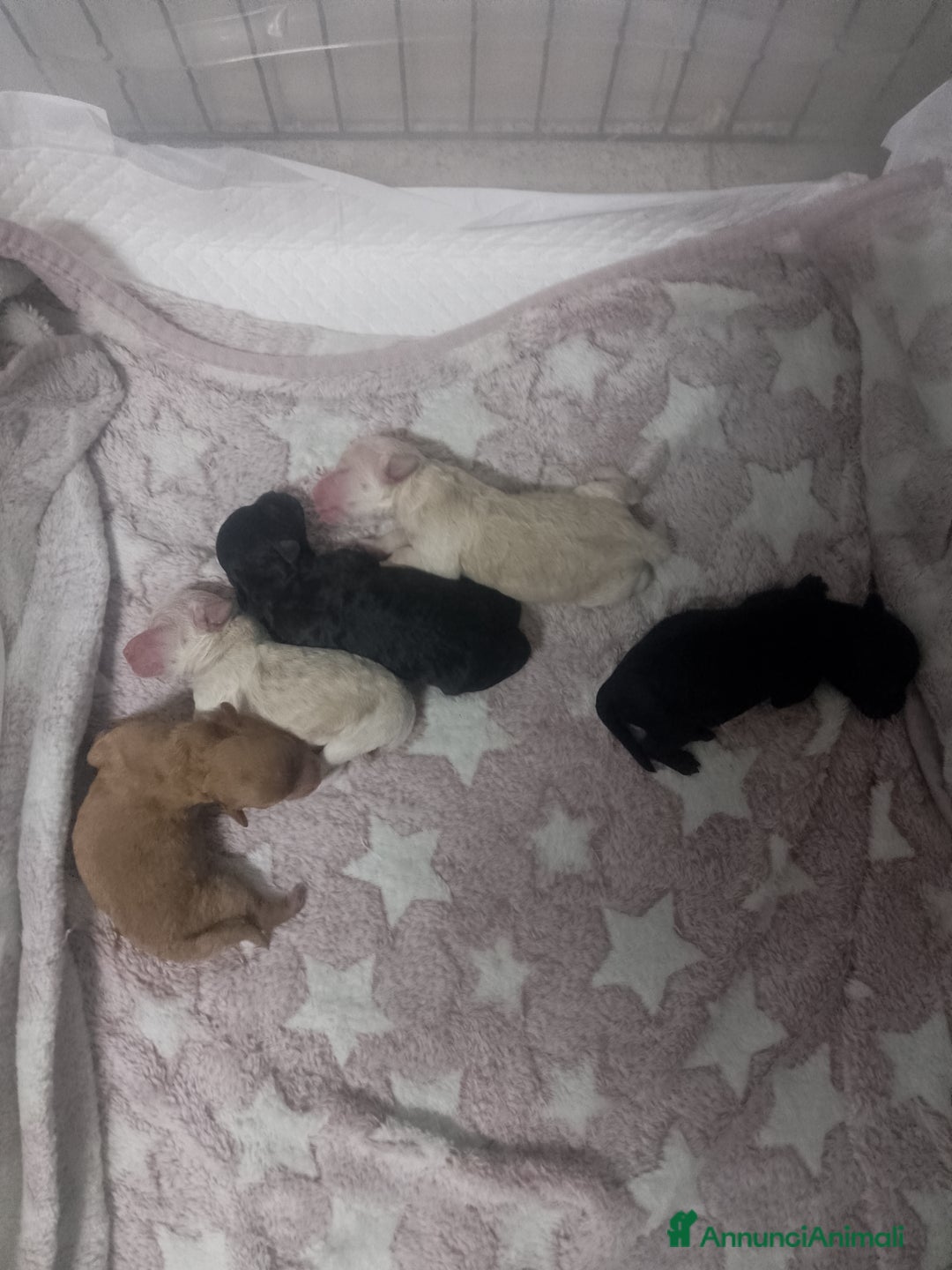 Barboncino cani in vendita: Cuccioli barboncino  a Provincia di Taranto - Immagine 3