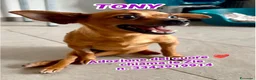 Pinscher Miniatura cani in regalo: TONY 💙 una seconda occasione per vivere  - Annuncio 1