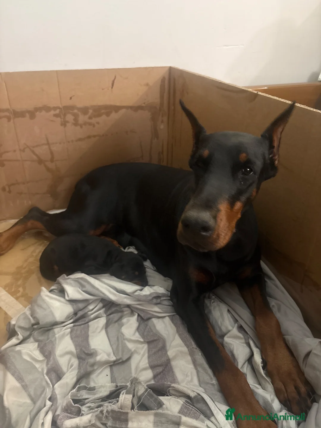 Dobermann cani in vendita: Killa di Altobello  - Annuncio 2