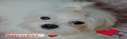 Maltese cani in vendita: Piccoli maltesi cercano la loro famiglia - Annuncio 1