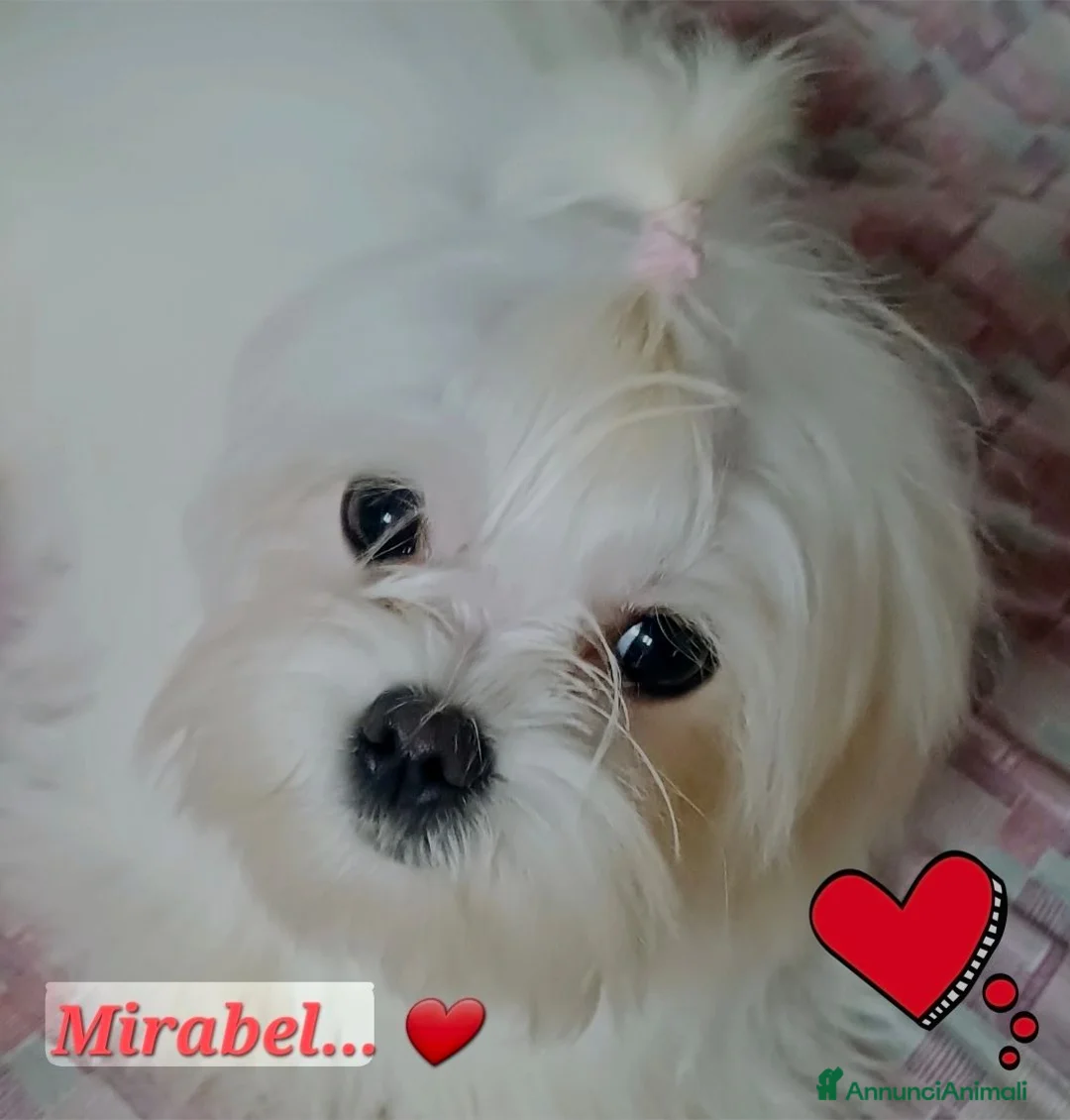 Maltese cani in vendita: Piccoli maltesi cercano la loro famiglia - Annuncio 1
