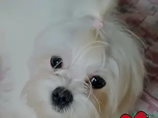 Maltese cani Piccoli maltesi cercano la loro famiglia - Annuncio 14