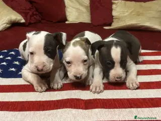 American Staffordshire cani Cuccioli Amstaff con pedigree enci - Annuncio 4