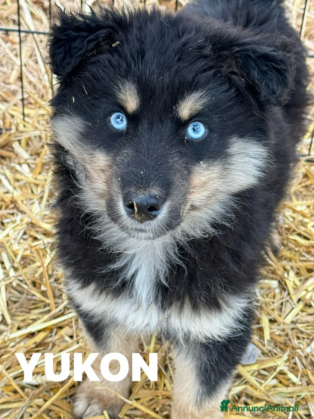 Meticcio cani in regalo: YUKON e ALASKA, magnifici cuccioli occhi BLU! - Annuncio 2