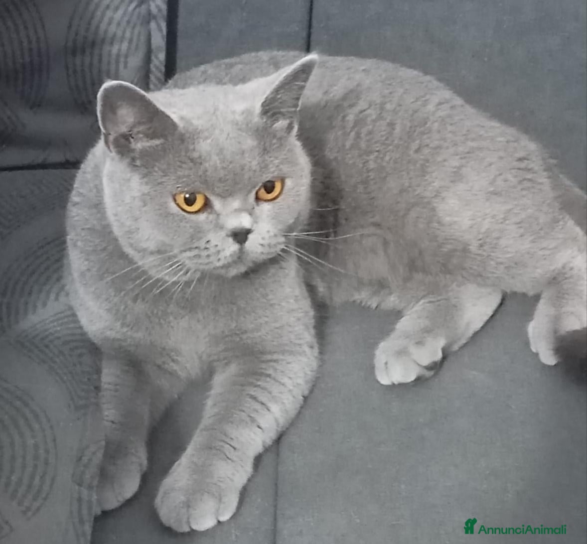British gatti BRITISH SHORTHAIR FEMMINA  - Annuncio 2