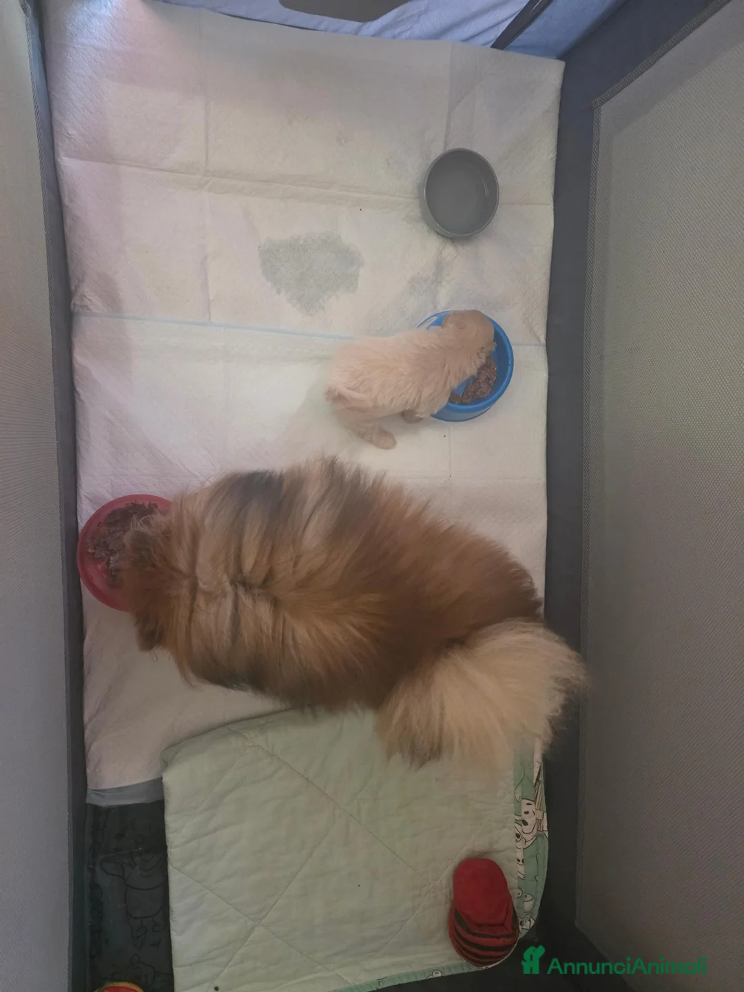 Spitz cani in vendita: Spitz pomerania - Annuncio 2
