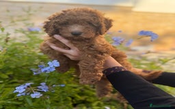 Barboncino cani in vendita: Barboncini nanetti 🐩🐩🐩 - Immagine 3