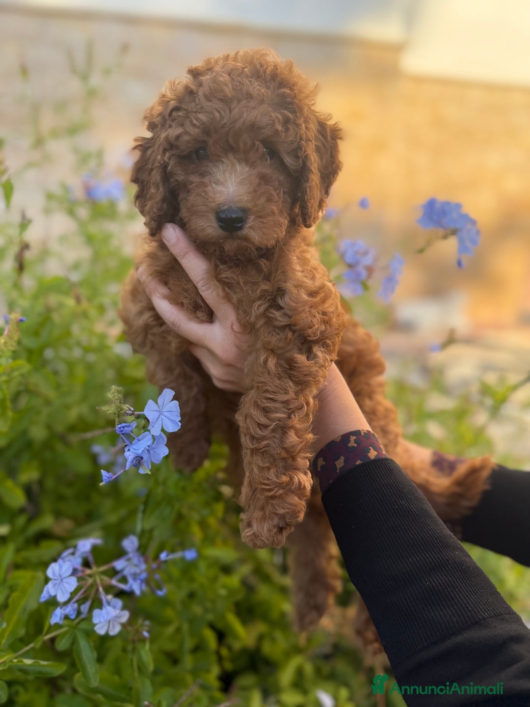 Barboncino cani in vendita: Barboncini nanetti 🐩🐩🐩 - Immagine 3
