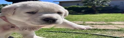 Labrador cani in vendita: Splendidi Cuccioli di Labrador - Annuncio 4