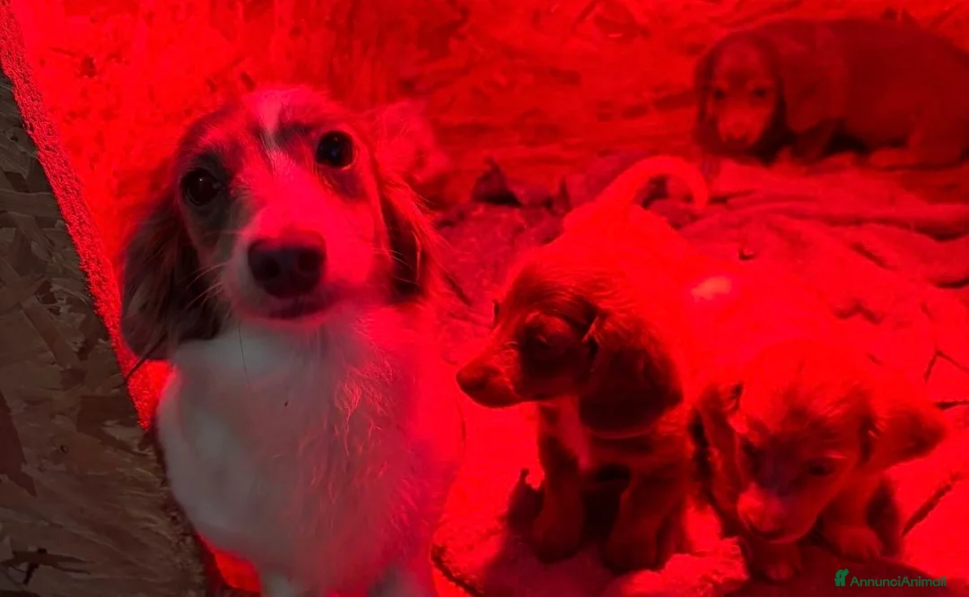 Bassotto cani in vendita: Bassotto Kaninchen  - Annuncio 5